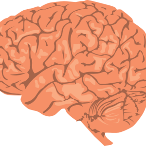Brain PNG