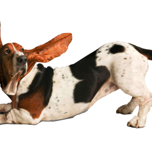 Dog PNG