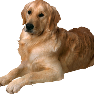 Dog PNG