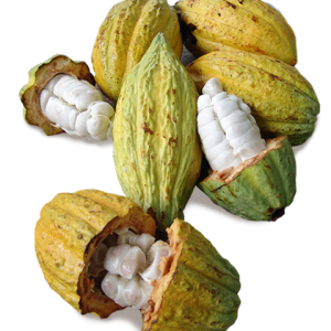 Cacao PNG