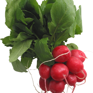 Radish PNG