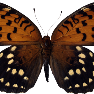 Butterfly PNG
