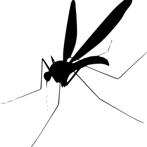 Mosquito PNG