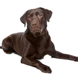 Labrador Retriever PNG