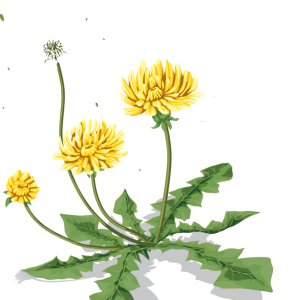 Dandelion PNG