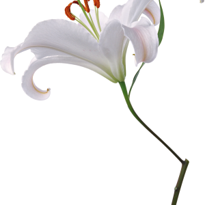 Lilium PNG