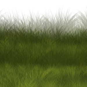 green grass field PNG
