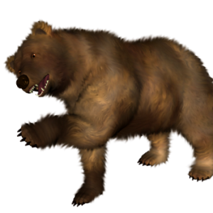 brown bear PNG image