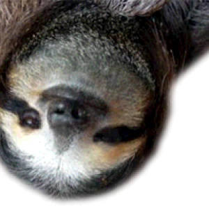 Sloth PNG