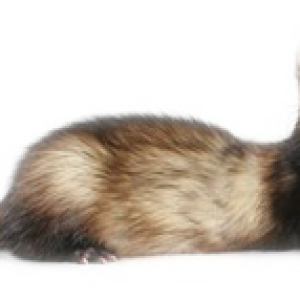 Ferret PNG