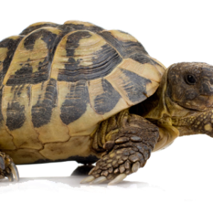 Turtle PNG