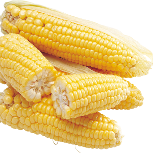 Corn PNG image