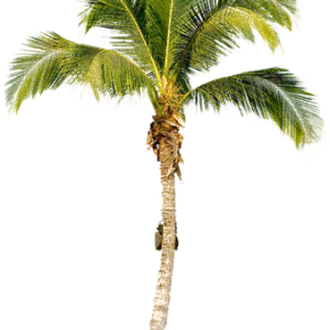 Palm tree PNG
