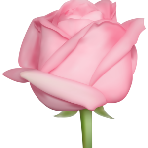 Rose PNG
