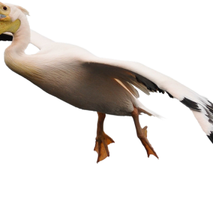 Pelican PNG