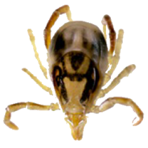 Tick insect PNG