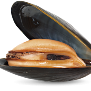 Mussel PNG