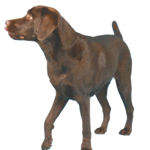 Labrador Retriever PNG