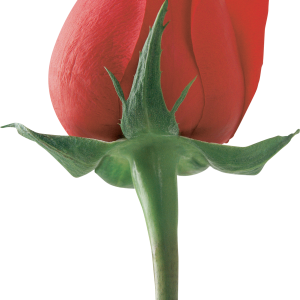 Rose PNG
