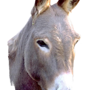 Donkey PNG