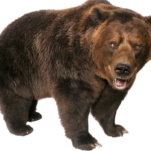 bear PNG