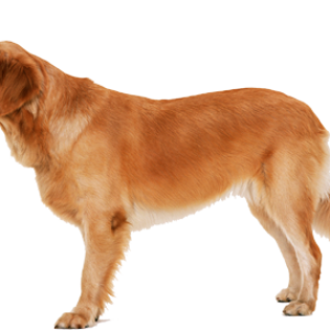 dog PNG image