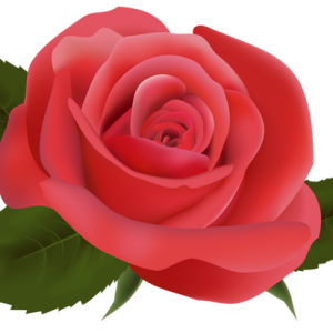 Rose PNG