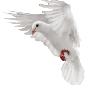 White flying pigeon PNG image