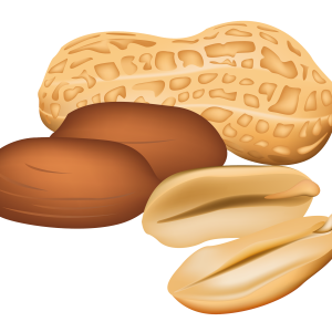 Peanut PNG