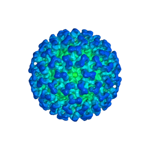 Coronavirus PNG