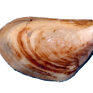 Mussel PNG