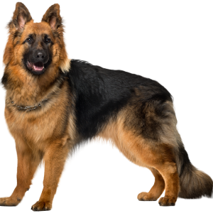 German Shepherd PNG
