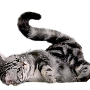 cat png image, free download picture, kitten