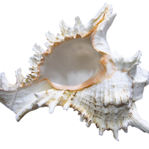Seashell PNG