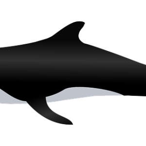 Killer whale PNG