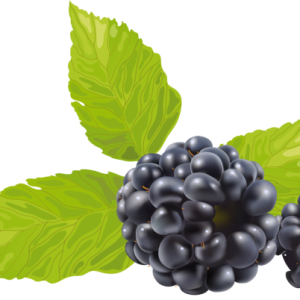 Blackberry PNG