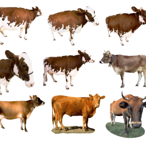 cow PNG
