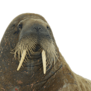 Walrus PNG image
