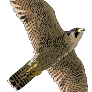 Falcon PNG