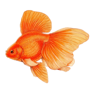 Goldfish PNG