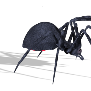 Spider PNG image