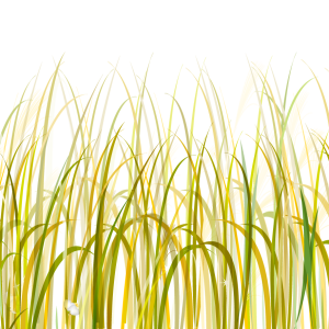 Grass PNG