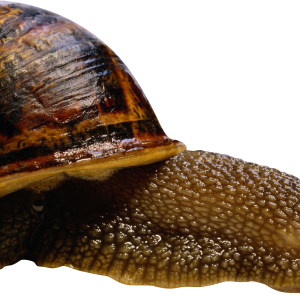 Snail PNG