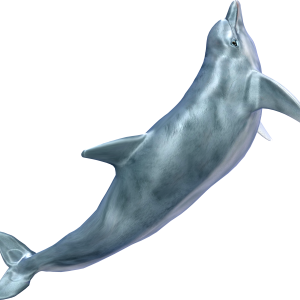 Whale PNG