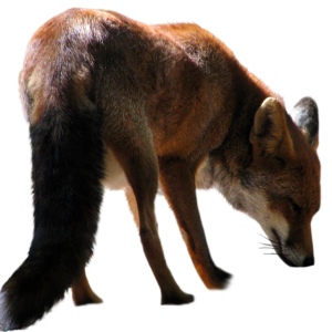 Fox PNG