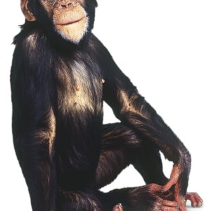 Monkey PNG