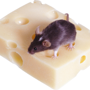 mouse, rat PNG image