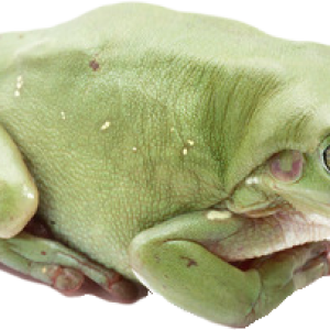 Green frog PNG