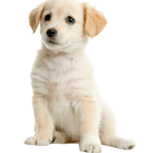 Labrador Retriever PNG