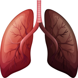 Lungs PNG